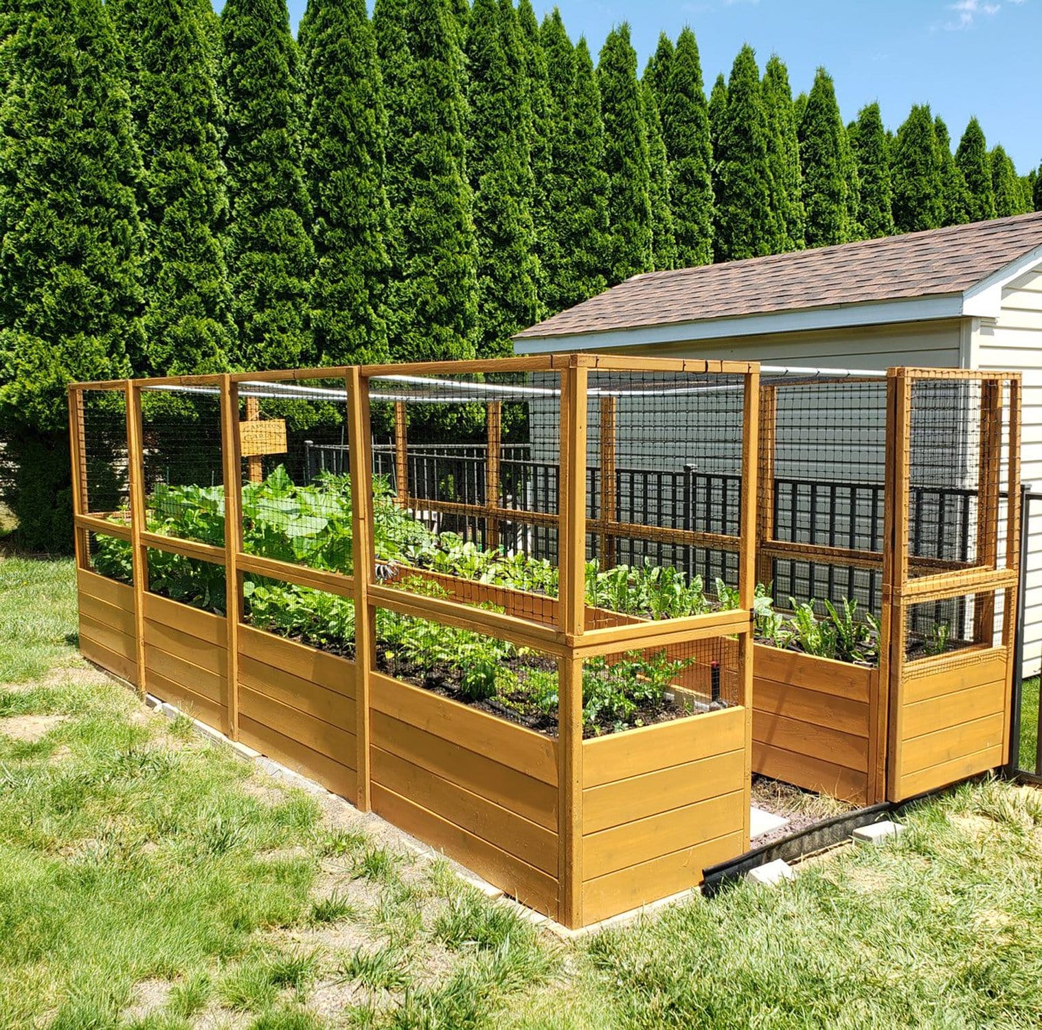 8x16 cedar raised garden bed with deer-proof fence, close-up view