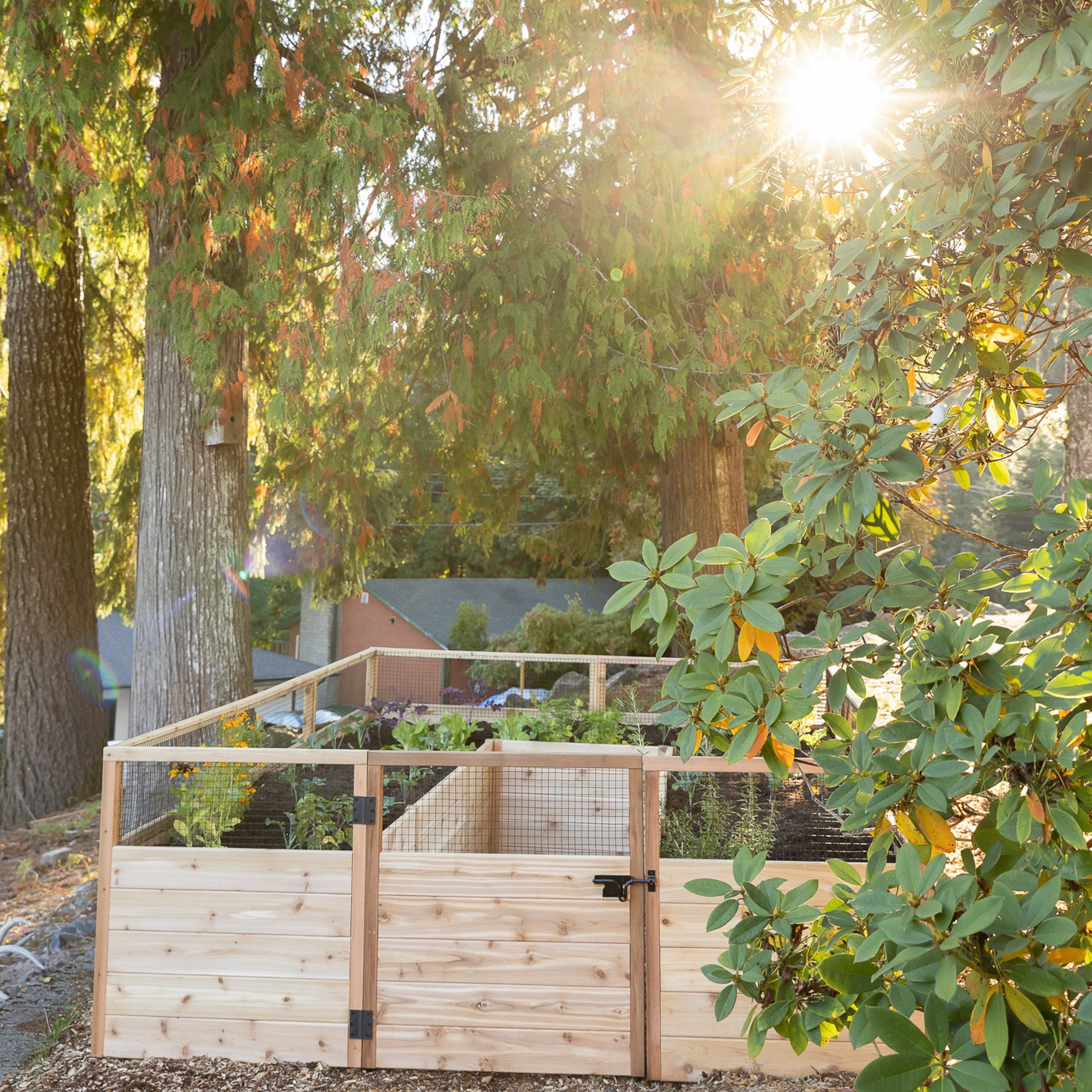 Raised cedar garden bed, product photo