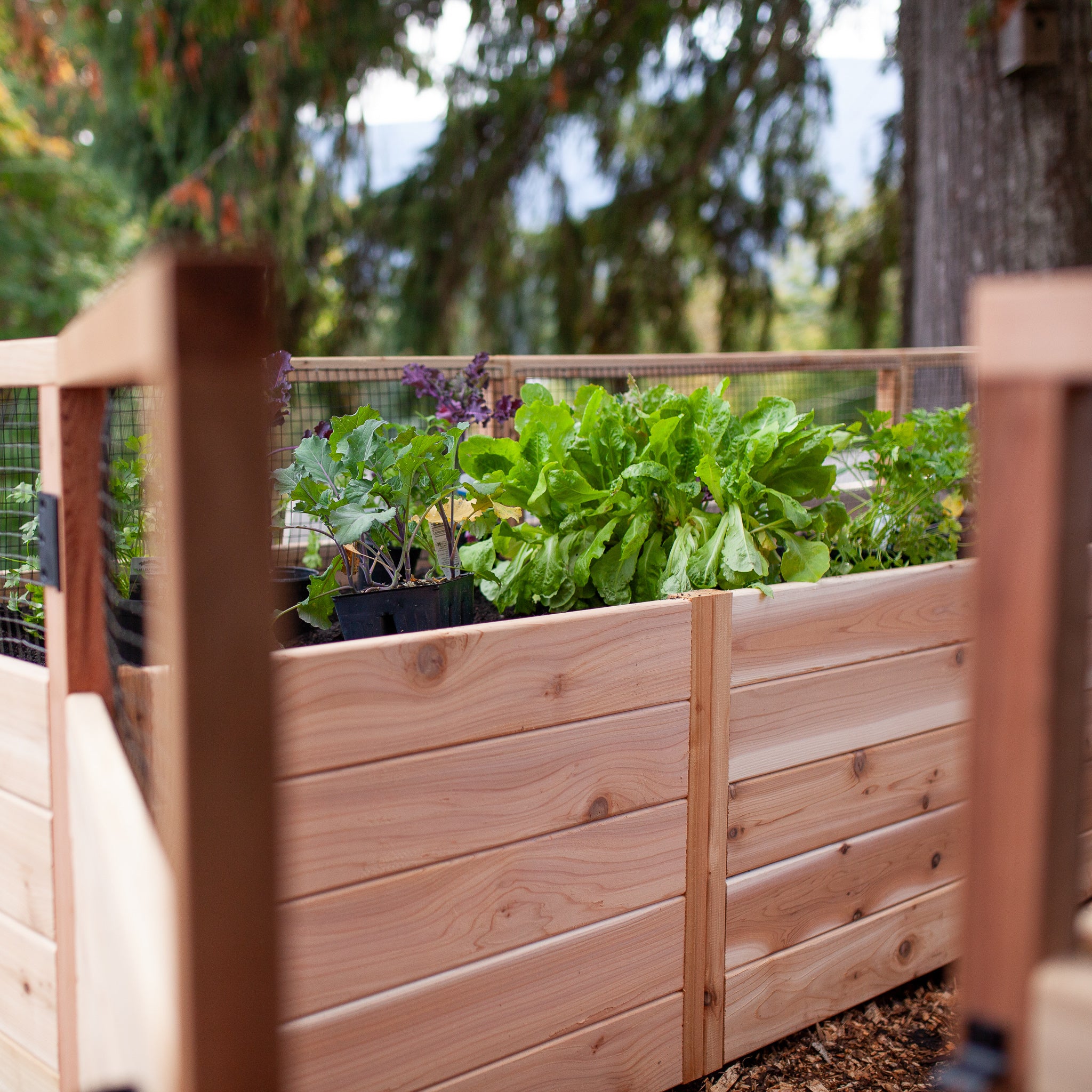 Raised cedar garden bed in a backyard garden setting