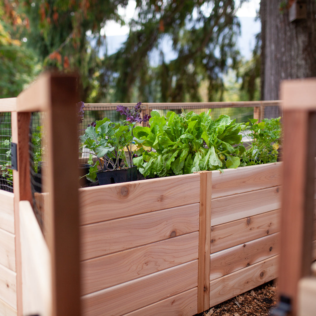 Raised cedar garden bed in a backyard garden setting