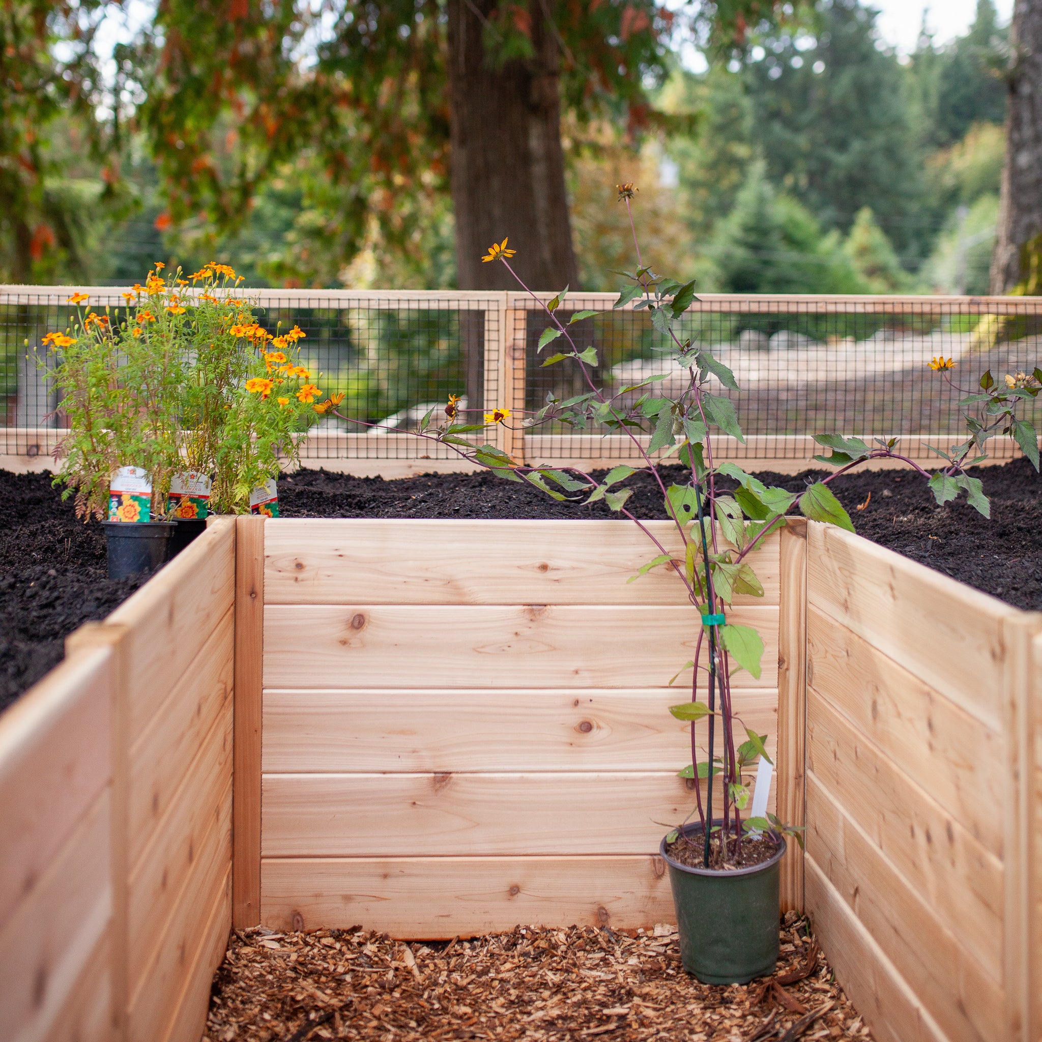 Raised cedar garden bed, lifestyle photo