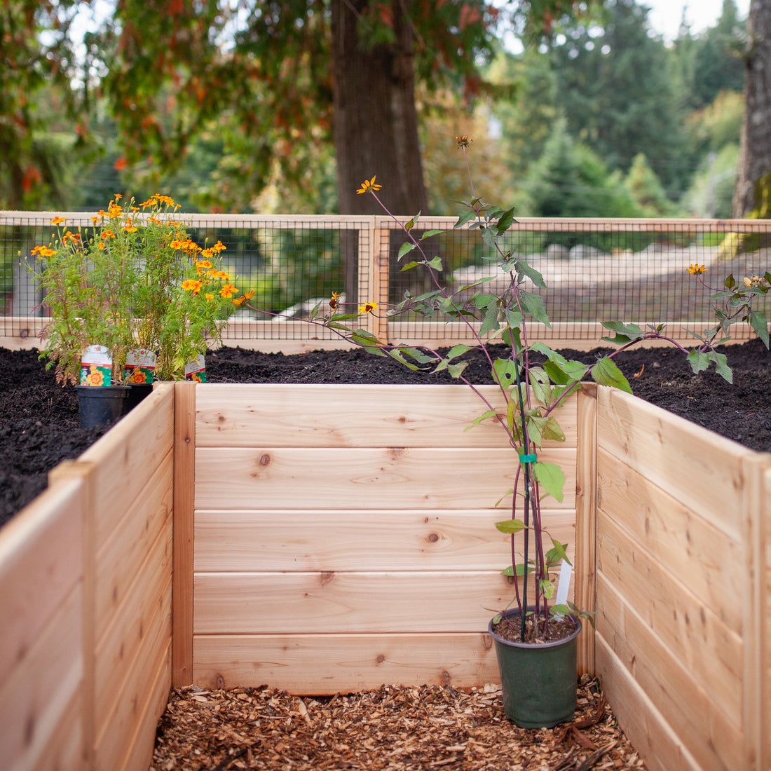 Raised cedar garden bed, lifestyle photo