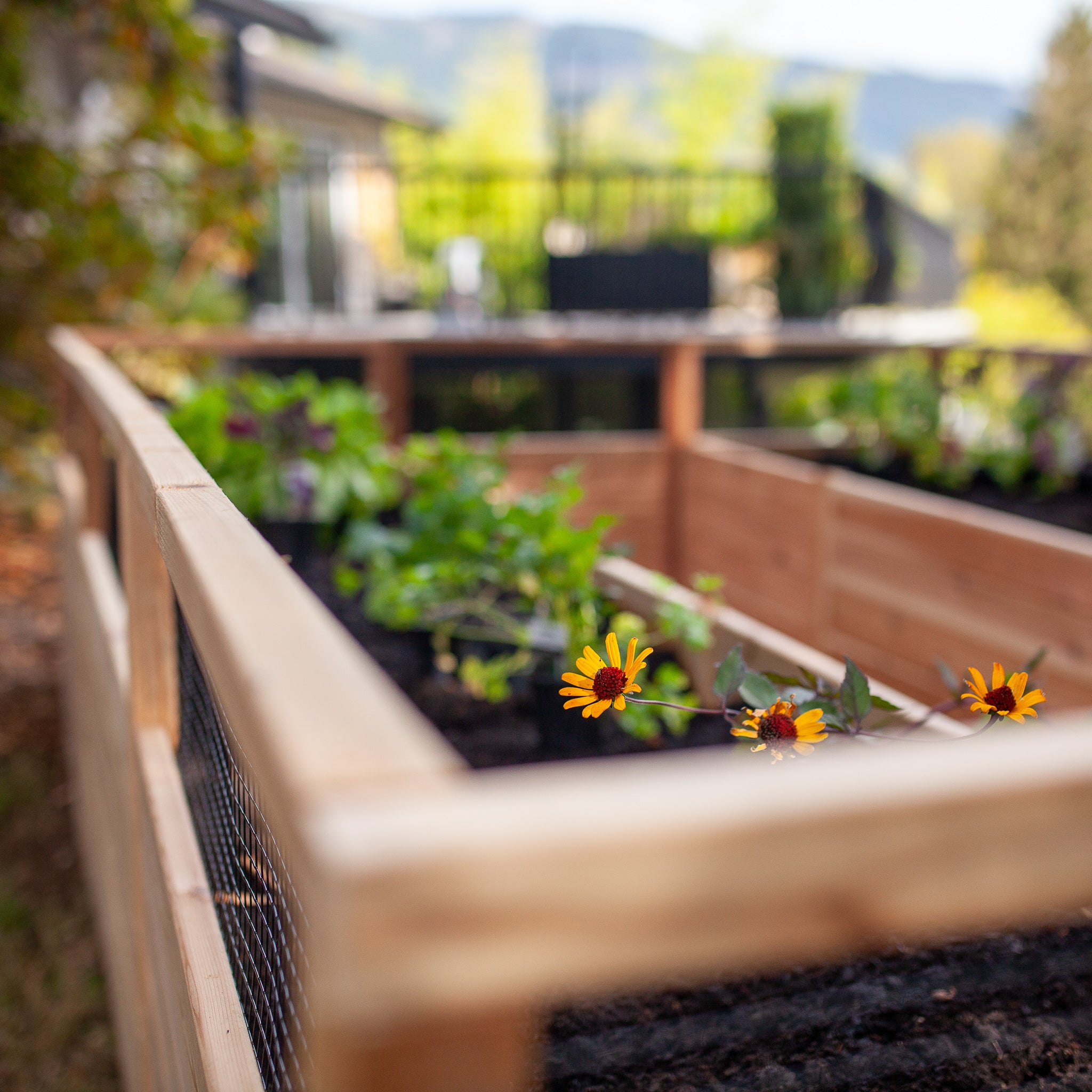Raised cedar garden bed, lifestyle photo
