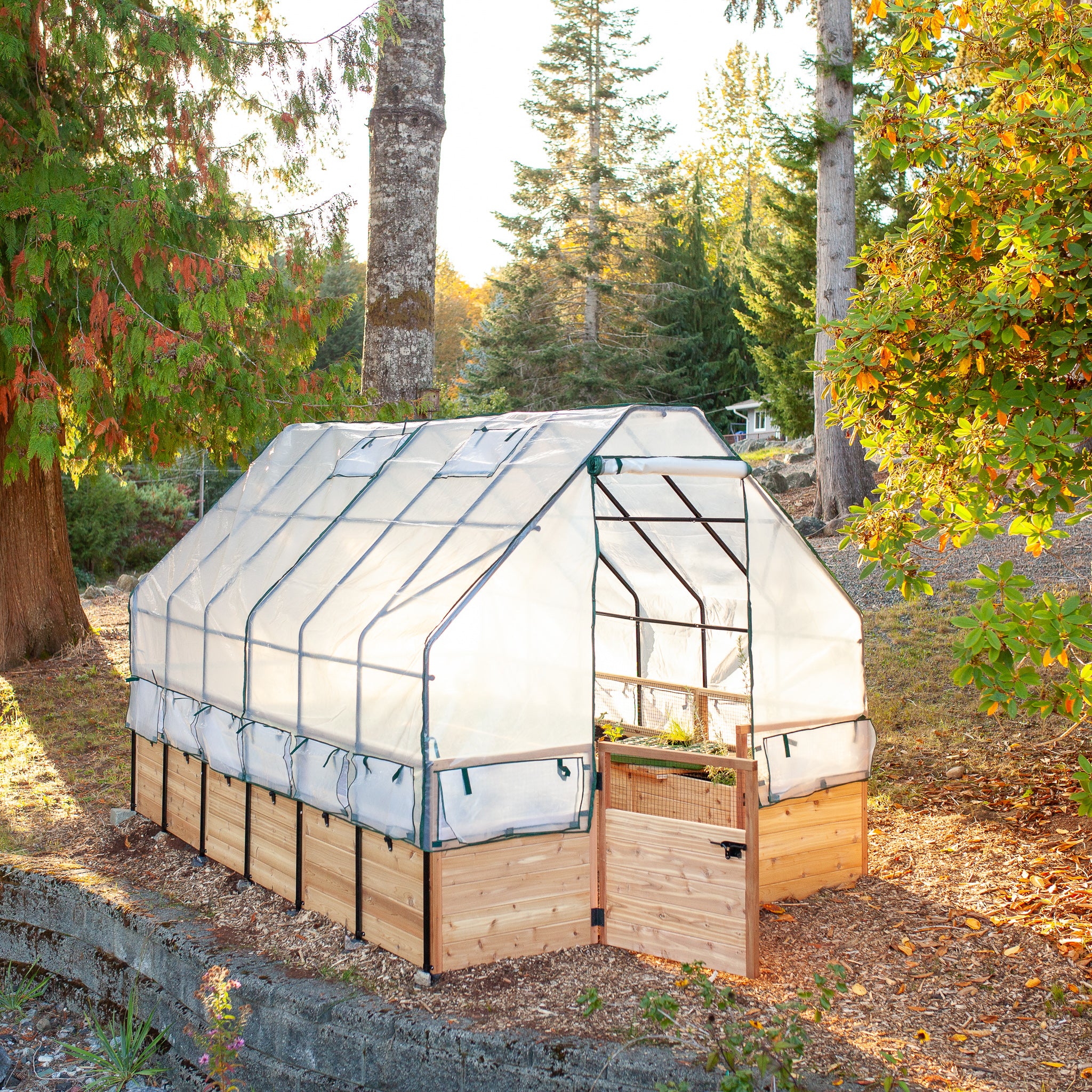 Raised cedar garden bed with greenhouse cover, lifestyle photo