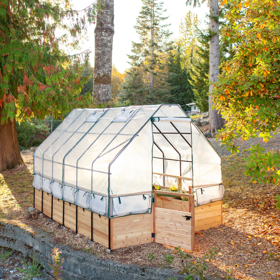 Raised cedar garden bed with greenhouse cover, lifestyle photo