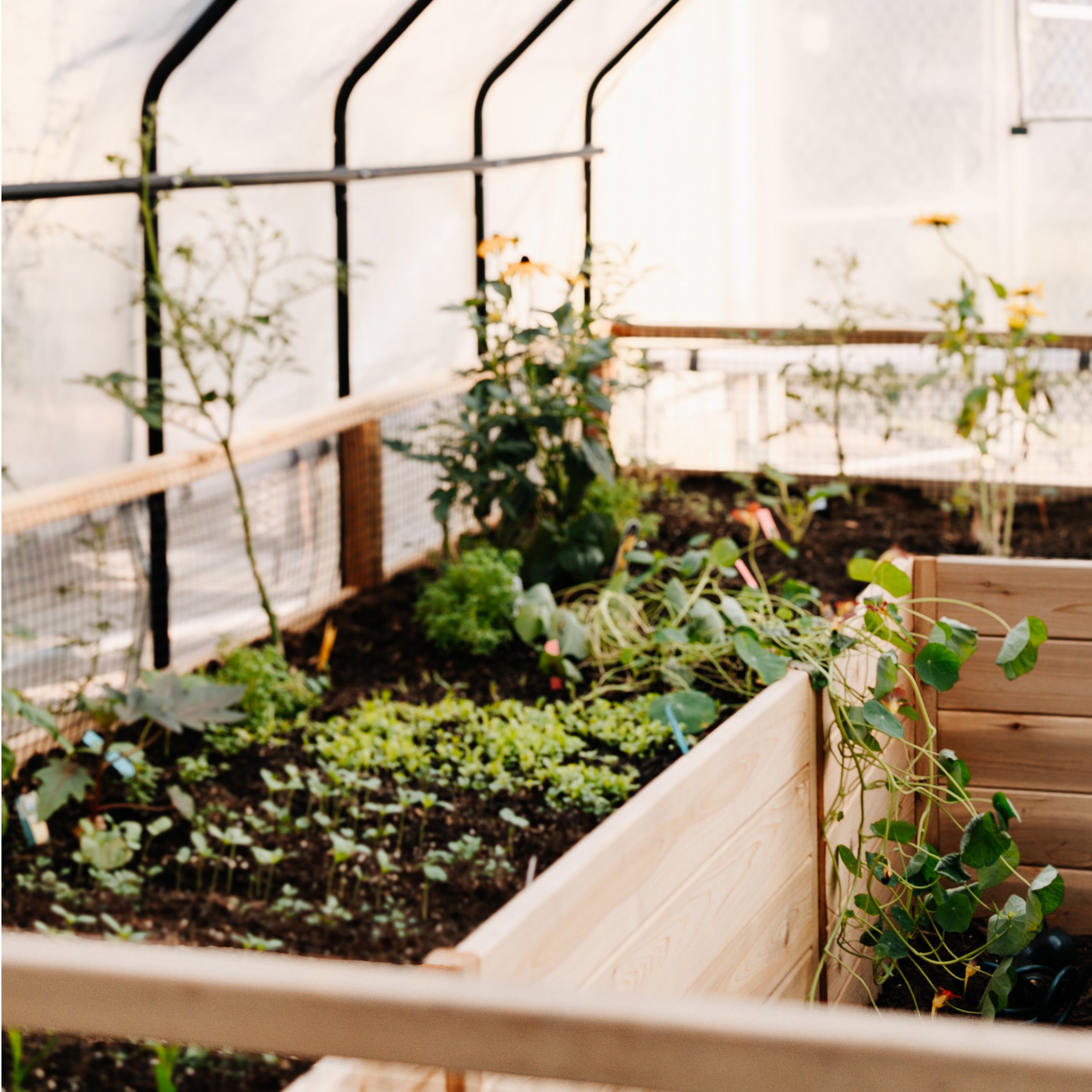 8'x12' raised cedar garden bed with greenhouse cover, interior view