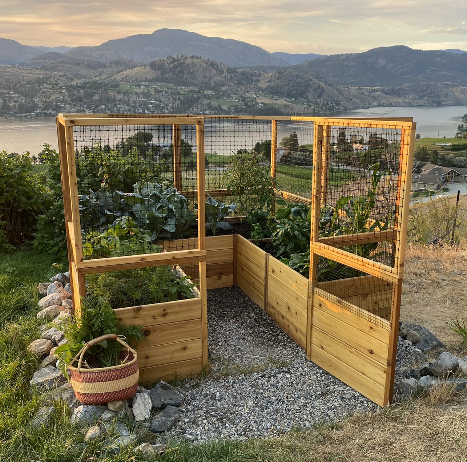 OLT raised cedar garden bed with deer-proof fence, close-up view