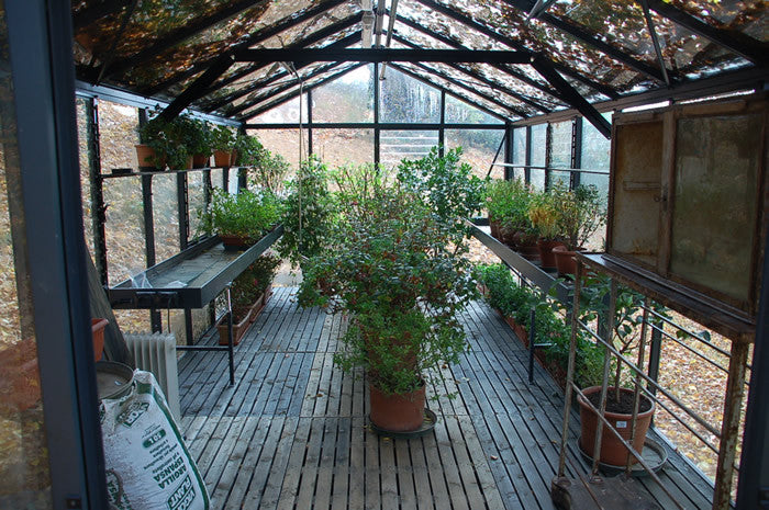 Royal Victorian VI36 glass greenhouse exterior view