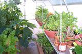 Riga greenhouse - World of Greenhouses - 4